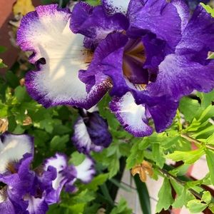 Meet your Posher, Rene